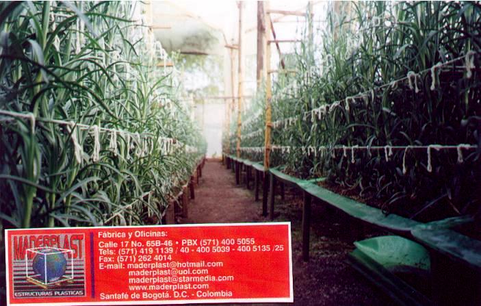 Cultivos hidropónicos en bandejas plásticas MADERPLAST, el cultivo hidropónico es más durable con estacas, estacones, palos, soportes, recipientes plásticos MADERPLAST, que tienen larga vida y Cultivos hidropónicos en bandejas plásticas MADERPLAST, el cultivo hidropónico es más durable con estacas, estacones, palos, soportes, recipientes plásticos MADERPLAST, que tienen larga vida y Cultivos hidropónicos en bandejas plásticas MADERPLAST, el cultivo hidropónico es más durable con estacas, estacones, palos, soportes, recipientes plásticos MADERPLAST, que tienen larga vida y
